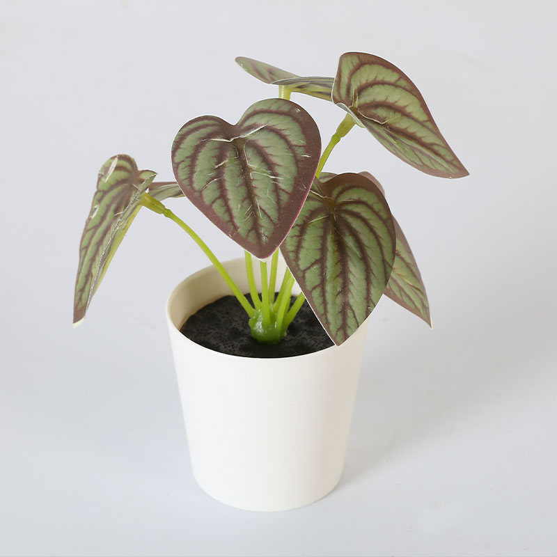 Старая куча зеленого растения Pilea peperomioides