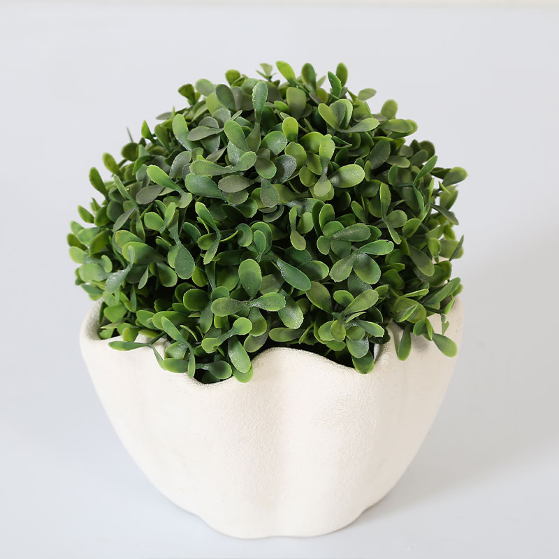 Buxus sinica растение в горшке