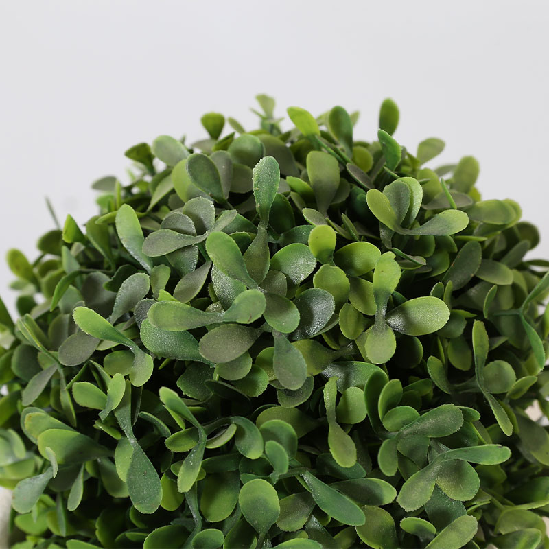 Buxus sinica растение в горшке